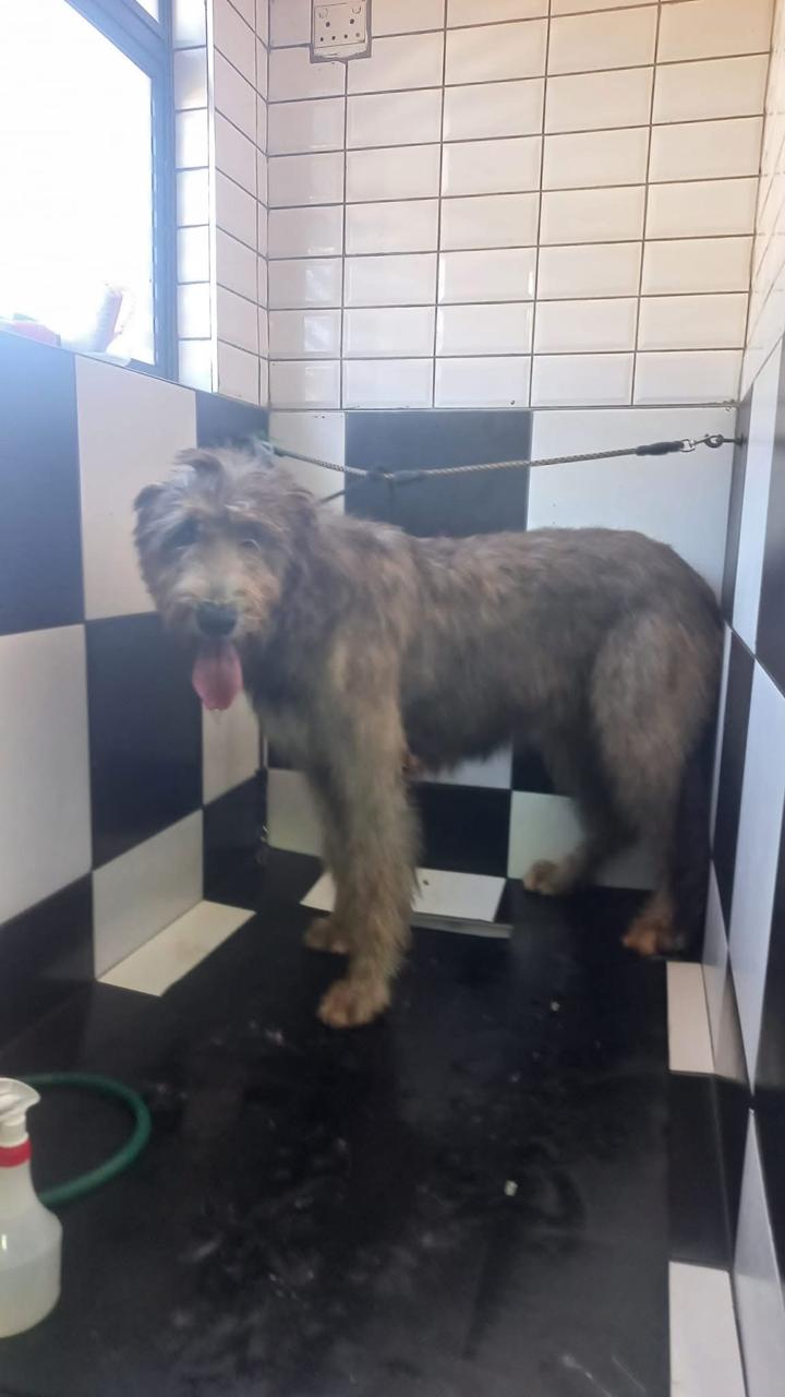 A dog in the bathing area at Collar & Comb
