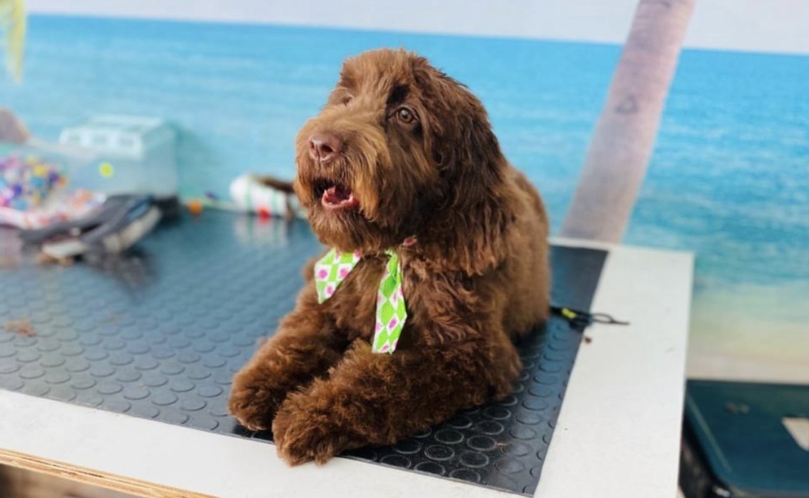 A freshly groomed labradoodle sitting on the grooming table, wearing a bandana